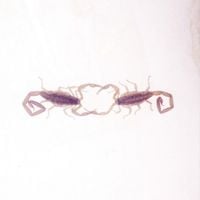 Cross Record - Wabi-Sabi