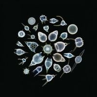 The Sea Nymphs - On the Dry Land