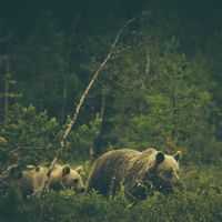 Warmth - Wildlife Addendum