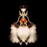 Bola - Fyuti