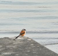 Evan Claude - oiseau