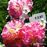 Coughs - Secret Passage