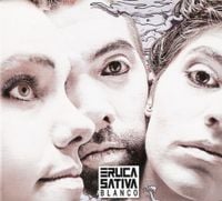 Eruca Sativa - Blanco