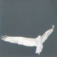 Bardo Pond - Adrop / Circuit VIII