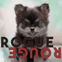 Amber Liu - Rogue Rogue
