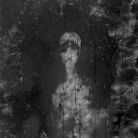 Reflections - Willow