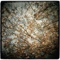 Horse Feathers - Thistled Spring