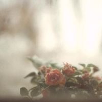 Sea Oleena - Sleeplessness