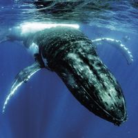 Dark Morph - Dark Morph II