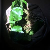 Sarah Louise - Earth and Its Contents