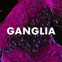 Andrew Huang - Ganglia