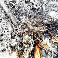 Pr&oacute;chno - Śledzą nas