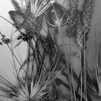 Soft Issues / Lacrima - Shadow Diet