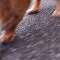 夕方の犬 [Dog in the Evening] - Paint Room
