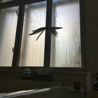 Soap&Skin - What's Going On?