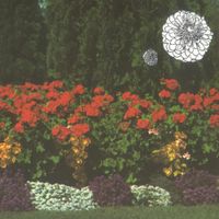 Imaginary Softwoods - Annual Flowers in Color