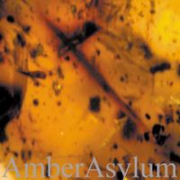 Amber Asylum - Frozen In Amber