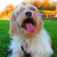 夕方の犬 [Dog in the Evening] - mb_s_4_ch