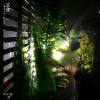 S A K I 夢 - 天使