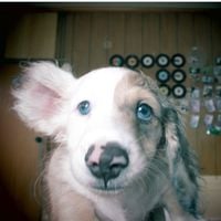 夕方の犬 [Dog in the Evening] - Blue Eyes