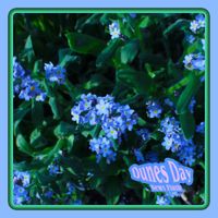 Dunes Day - News Flash