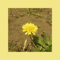 우효 [OOHYO] - 민들레 [Dandelion]