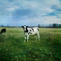 Pink Floyd - The Dark Side of the Moo