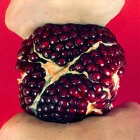 Quarterly - Pomegranate
