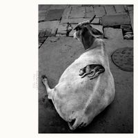 Leo Abrahams & Shahzad Ismaily - Visitations