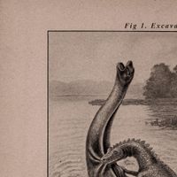 Brontosaurus - Excavation
