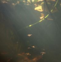 澎葉生 [Yannick Dauby] - Freshwater Organisms (from Taiwan)
