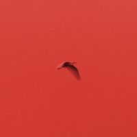 Rosso Polare - Lettere Animali