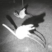 Siavash Amini - A Mimesis of Nothingness