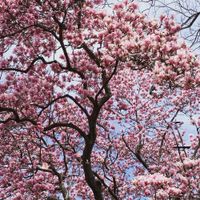 Tania Caroline Chen & Wadada Leo Smith - Every Leaf