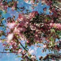 Nahash - Flowers of the Revolution