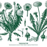 Walter Maioli & Nirodh Fortini - Taraxacum