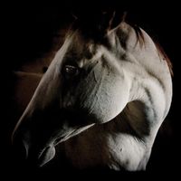 Brother Dege - How to Kill a Horse