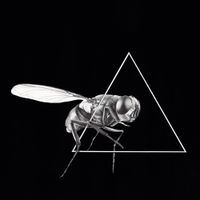 Great Dane - Delta Fly