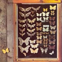 Mayfly - Mayfly