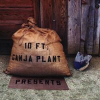 10 Ft. Ganja Plant - Presents