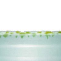 朝生愛 [Ai Aso] - Chamomile Pool