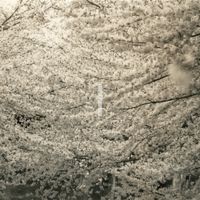 Akira Uchida - Sasanami
