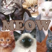 Cats Millionaire - Meow