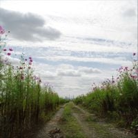 Motohiro Nakashima - We Hum on the Way Home