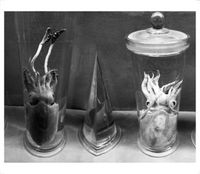 Francisco Meirino - A While and Awhile