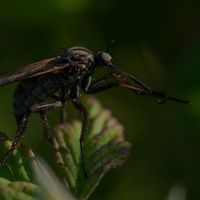 Lil Mosquito Disease - Filo Mixes