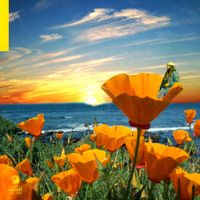 Rexx Life Raj - California Poppy 2