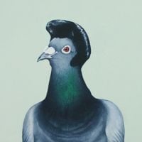 Micko & The Mellotronics - &frac12; dove &ndash; &frac12; pigeon