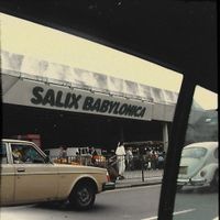 Jamilah Barry - Salix Babylonica