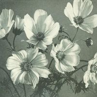 The Spinanes - Arches and Aisles